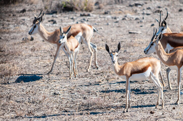 Closeup of a herd of Impalas - Aepyceros melampus- grazing on the plains of Etosha National Park, Namibia.
