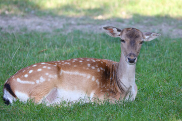 Damhirsch oder Damwild / European fallow deer / Dama dama