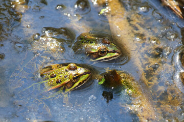 Teichfrosch / Edible frog / Pelophylax esculentus