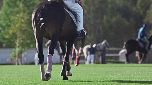 Polo game, slow motion. The horse gallops across the arena with green grass, lawn. Break between chakkers. Horse legs and hooves. A game for the rich