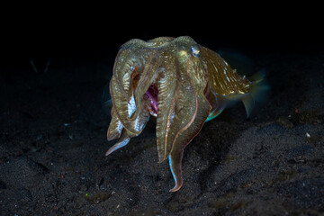 Broadclub Cuttlefish - Sepia latimanus, feeding on a crab. Underwater night life of Tulamben, Bali,...