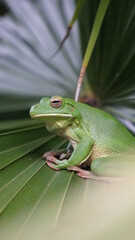 Green Tree Frog