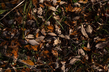 leaves in the ground