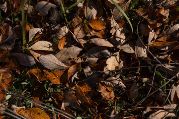 fallen autumn leaves