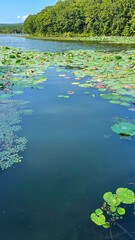 beautiful lake with blooming lotuses