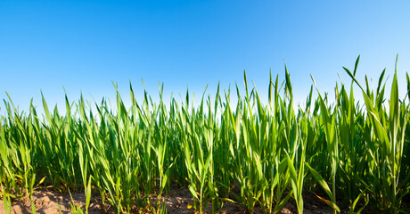 corn fields against the blue sky