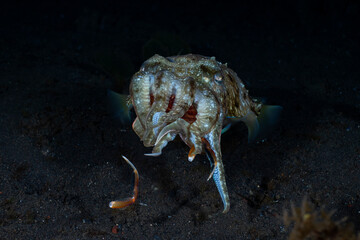Broadclub Cuttlefish - Sepia latimanus, feeding on a crab. Underwater night life of Tulamben, Bali, Indonesia.