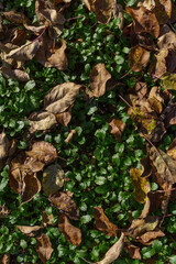Background autumn yellow leaves lie on a green glade