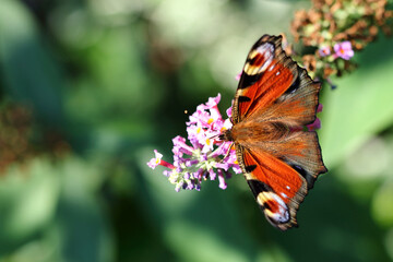 Tagpfauenauge / European peacock butterfly  / Vanessa io or Aglais io or Inachis io or Nymphalis io