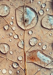 Background autumn oak leaf with water drops on asphalt
