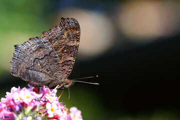Tagpfauenauge / European peacock butterfly  / Vanessa io or Aglais io or Inachis io or Nymphalis io