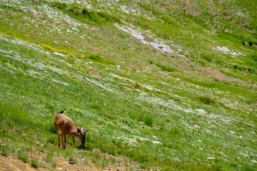 Un jeune cerf en action