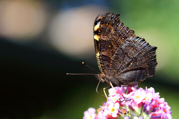 Tagpfauenauge / European peacock butterfly  / Vanessa io or Aglais io or Inachis io or Nymphalis io