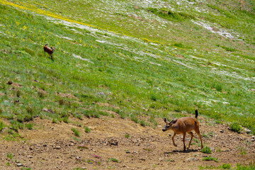 2 cerfs dans la nature