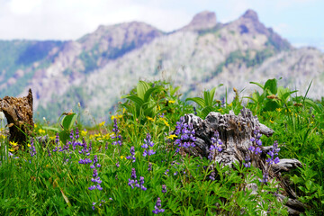 Des fleurs violettes et jaunes sur une montagne