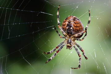 Brückenkreuzspinne / Bridge spider or Gray cross spider / Larinioides sclopetarius