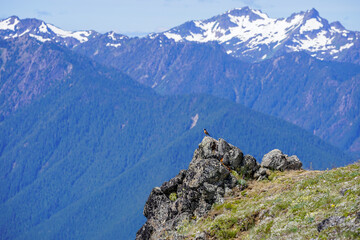 Un oiseau posé sur un rocher en haut d'une montagne