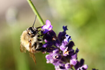 Hummel / Bumble Bee / Bombus