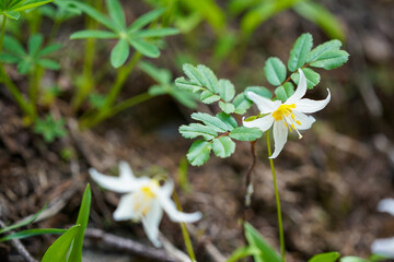 Des fleurs blanches et jaunes