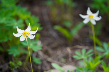 Un gros plan sur des fleurs jaunes et blanches