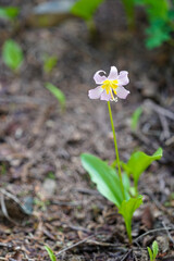 Une fleur jaune et blanche vue de près