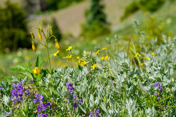 Des fleurs au soleil sur une montagne