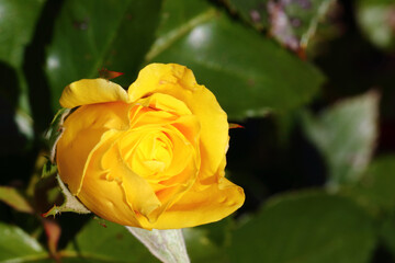 Rose / Rose / Rosa.Blume / Flower / Flos