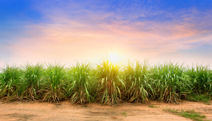 Sugarcane field at sunset. sugarcane is a grass of poaceae family. - obrazy, fototapety, plakaty