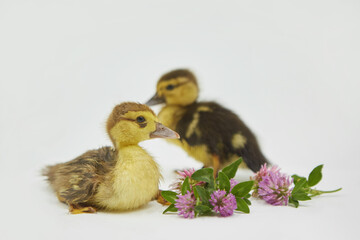 Two small newborn duckling yellow - brown on a pure white background. Concept of agro-industrial complex and agriculture