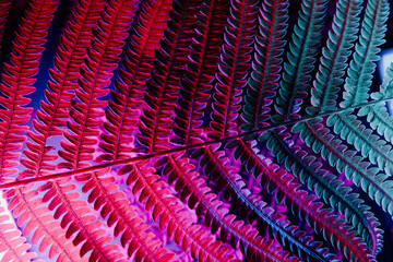 Natural blue-pink fern leaves close-up
