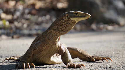 Monitoring Lizard at Lizard Island