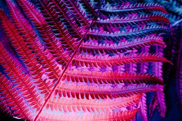 Tropical fern leaves in neon light close-up