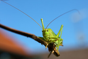 Europäische Wanderheuschrecke / Migratory locust / Locusta migratoria