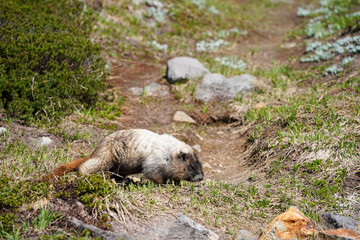 Une marmotte se nourrit d'herbe sur une montagne