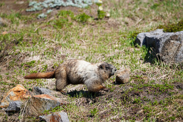 Une marmotte sur une montagne