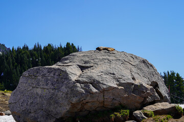 Une marmotte allongée sur un rocher