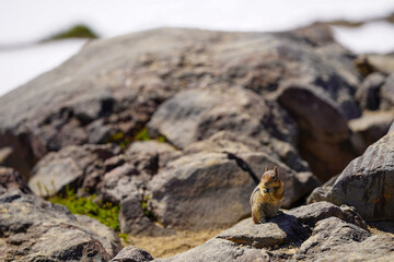 Un écureuil posé sur un rocher