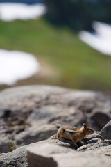 Un écureuil posé sur un rocher