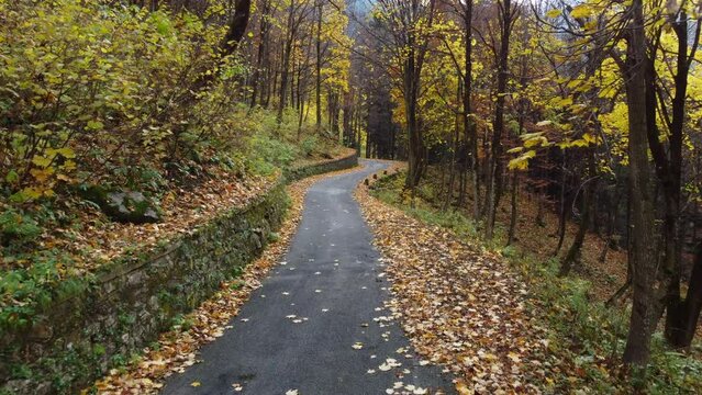 Autumn road in mountain forest, yellow and red foliage trees