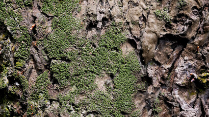 mossy old wood surface texture