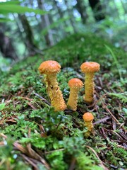 mushrooms in the forest