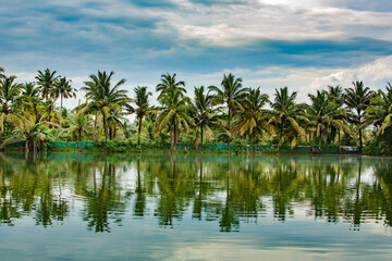 Naklejka na ściany i meble palm trees on the lake with reflection, Coconut tree, Kerala backwaters Alleppey