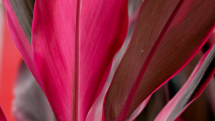 close up red leaves of Cordyline Fruticosa. Tropical plants for nature background