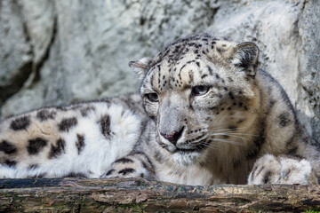 Portrait of a snow leopard close up on a stone background