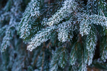 Spruce branches covered with frost. Christmas tree with hoarfrost.