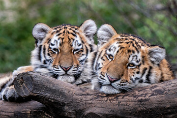 Cute siberian tiger cub, Panthera tigris altaica - obrazy, fototapety, plakaty