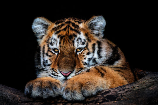 Cute siberian tiger cub on black background, Panthera tigris altaica