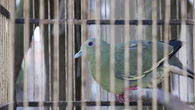 Pink necked green pigeon or Treron vernans in a cage