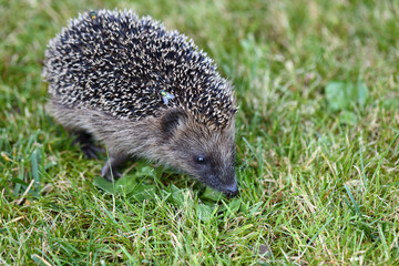 Nördlicher Weißbrustigel / Northern white-breasted hedgehog / Erinaceus roumanicus