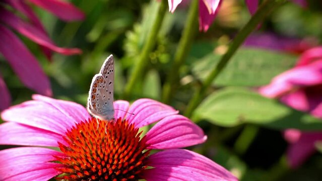 European common blue butterfly feeds on nectar of a echinacea purpurea